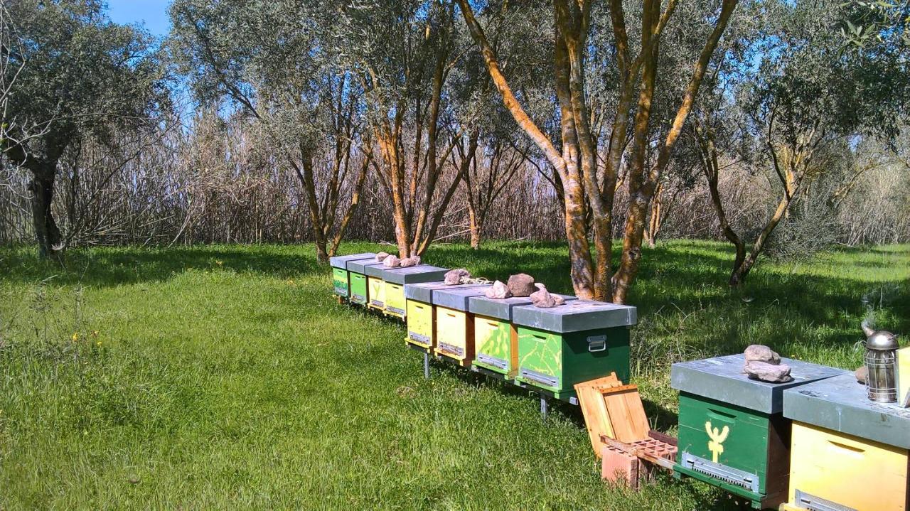 B&B Terra E Paglia Marrùbiu Eksteriør billede